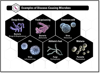 Examples of Disease-Causing Microbes